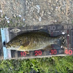 スモールマウスバス