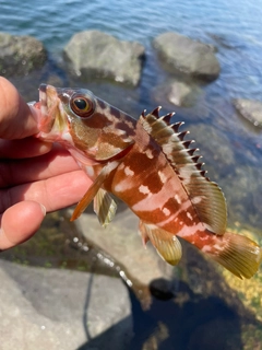 アカハタの釣果