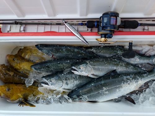 サクラマスの釣果