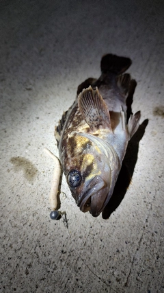 クロソイの釣果