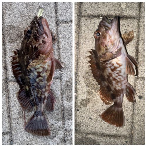 ガシラの釣果
