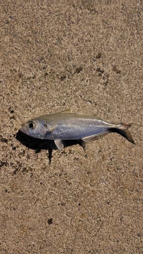 メアジの釣果