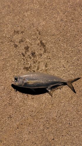 メアジの釣果