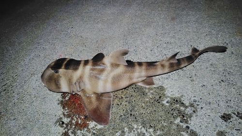 ネコザメの釣果