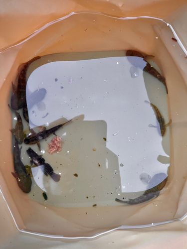 シマハゼの釣果