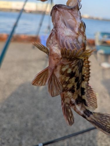 カサゴの釣果