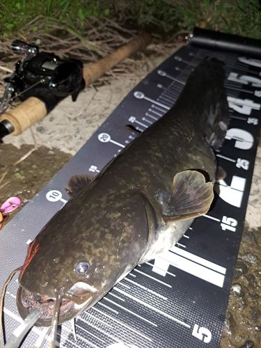 ナマズの釣果