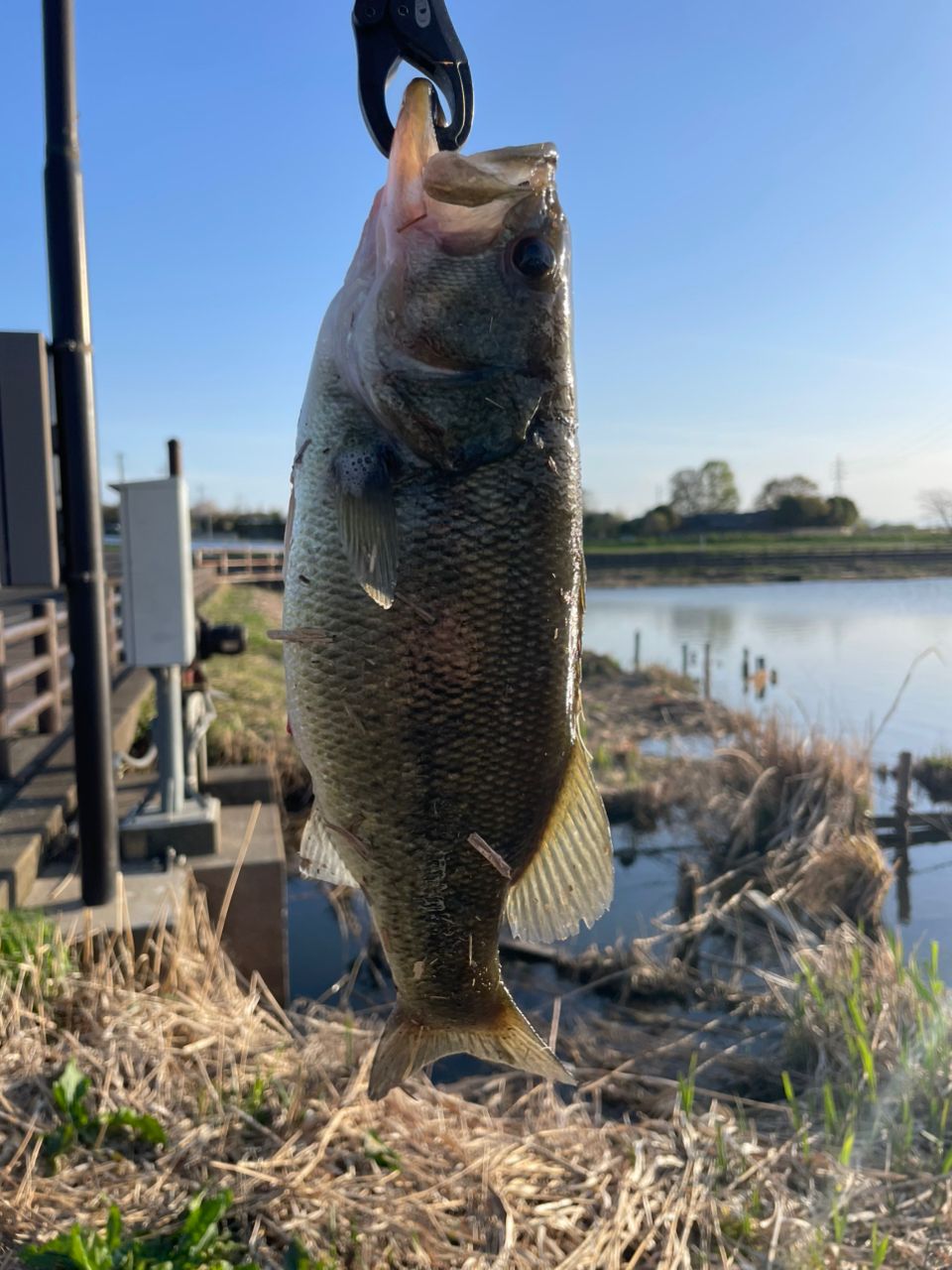 ラージマウスバス