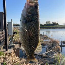 ラージマウスバス