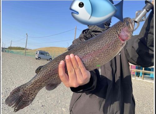 ヤシオマスの釣果