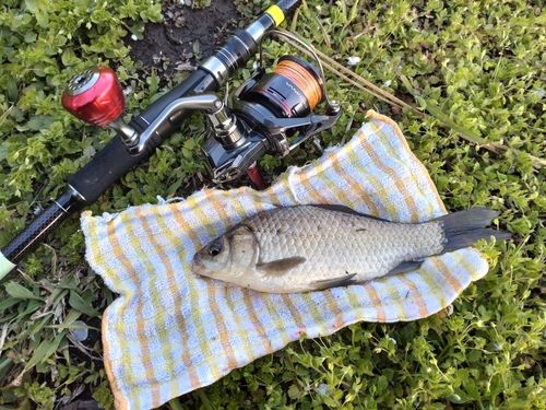 フナの釣果