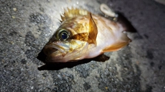 メバルの釣果