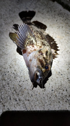クロソイの釣果