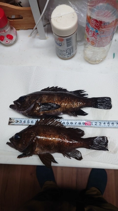 メバルの釣果