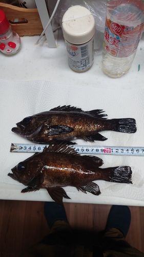 メバルの釣果