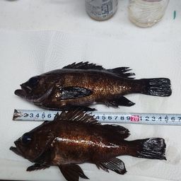 メバル