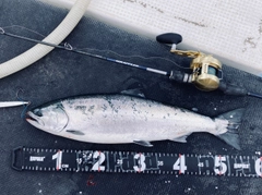 サクラマスの釣果