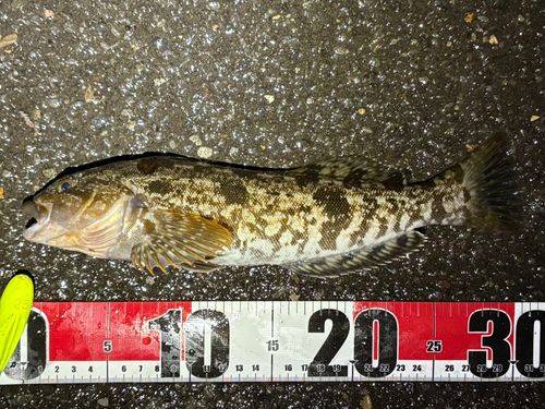 アブラコの釣果