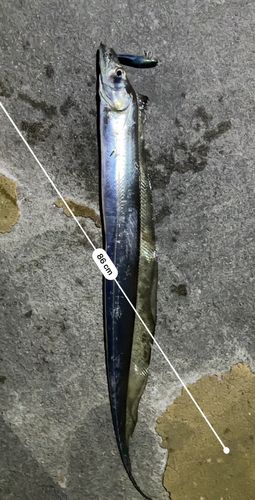 タチウオの釣果