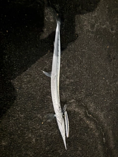 リュウキュウダツの釣果