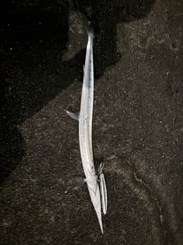 リュウキュウダツの釣果
