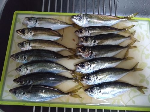アジの釣果