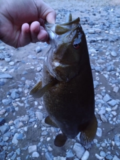 スモールマウスバスの釣果
