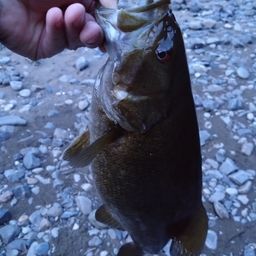 スモールマウスバス