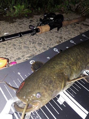 ナマズの釣果