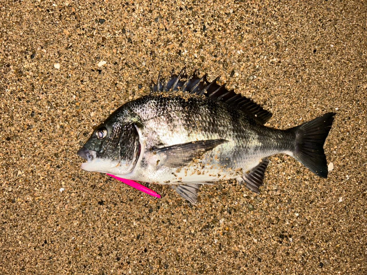 SHIMANO 16ナスキー C3000の最安値・インプレ・釣果 | 本音の