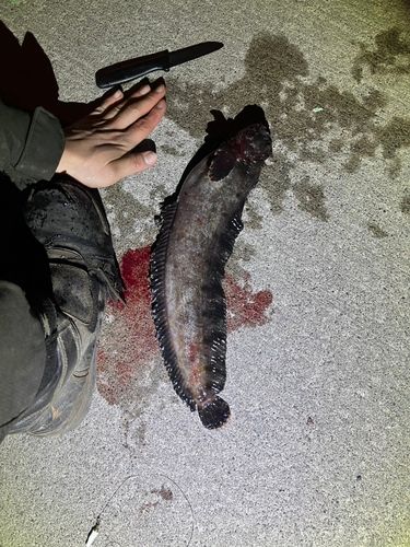 フサギンポの釣果