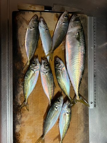 アジの釣果