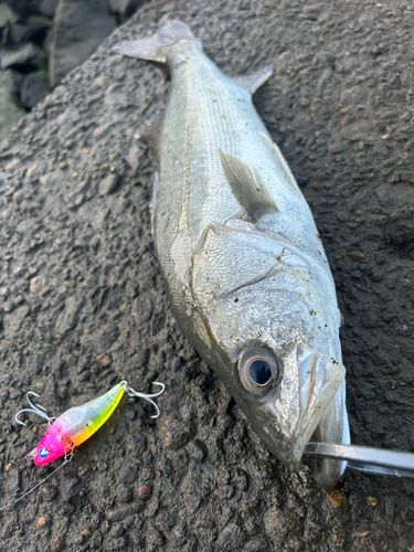 セイゴ（マルスズキ）の釣果