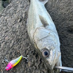 セイゴ（マルスズキ）