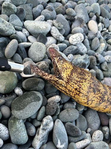 トラウツボの釣果