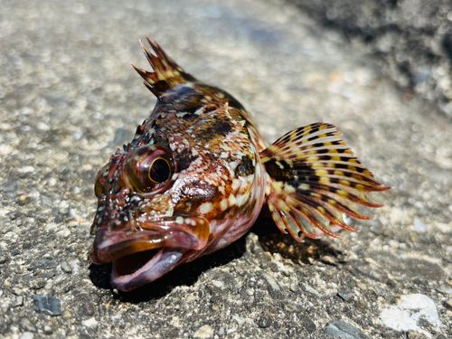 カサゴの釣果