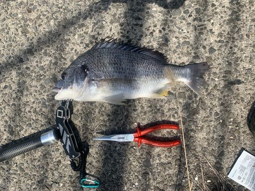 キビレの釣果