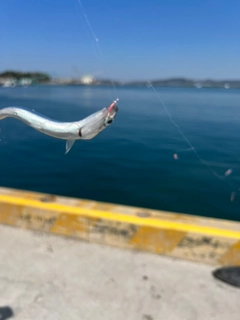 イワシの釣果