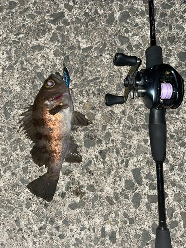 シロメバルの釣果