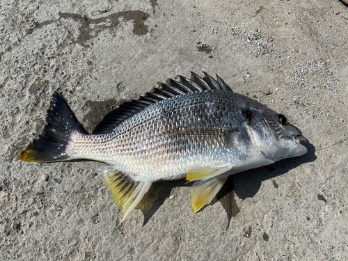 キビレの釣果