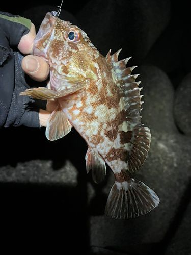 ガシラの釣果