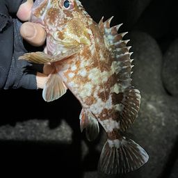 ガシラ