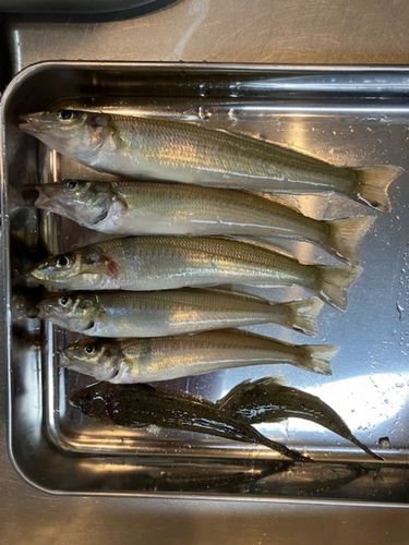 シロギスの釣果
