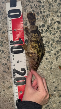 タケノコメバルの釣果