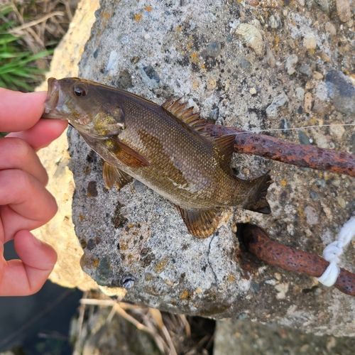 スモールマウスバスの釣果