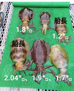 アオリイカの釣果
