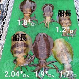 アオリイカ