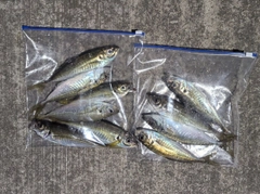 アジの釣果