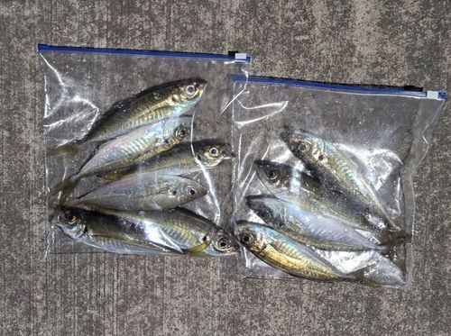 アジの釣果