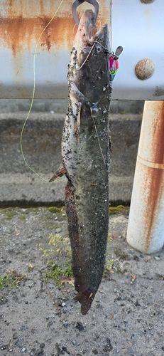 ニホンナマズの釣果